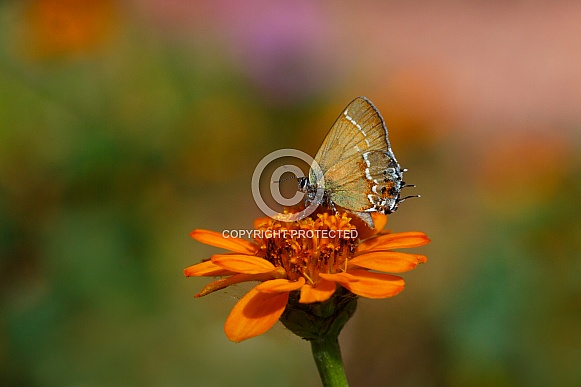 Juniper Hairstreak Butterfly