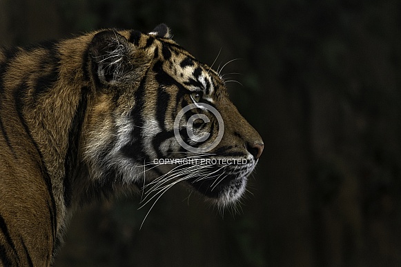 Sumatran Tiger Side Profile Head Shot