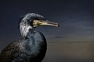 The cormorant