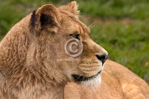 Side Profile African Lioness