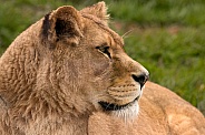 Side Profile African Lioness