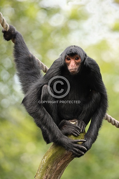 Red-faced spider monkey (Ateles paniscus)