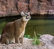 Mountain Lion by a Pond