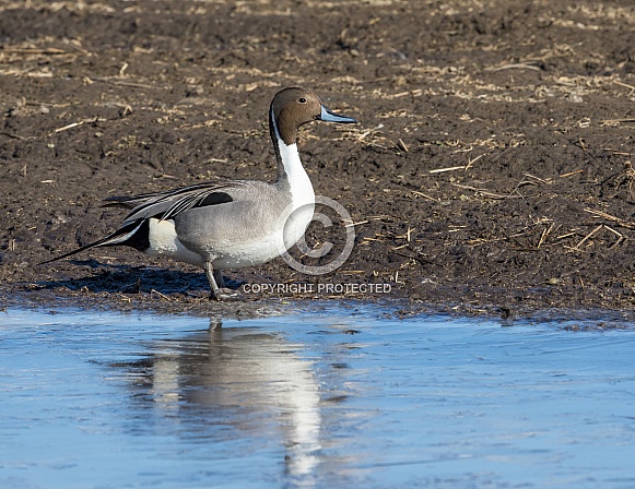 Male Northern Pintail Duck