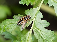 Yellow-jacket Wasp in Alaska