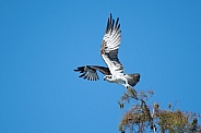 Osprey taking flight from the top of a tree