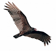 Adult Turkey Vulture - Cathartes aura - soaring above in sky
