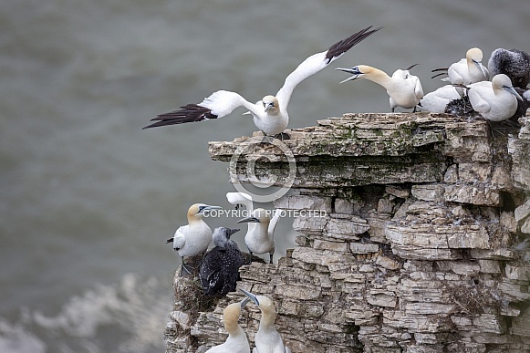 Gannet colony - Bempton Cliffs - England