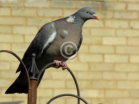Wood pigeon in the sun
