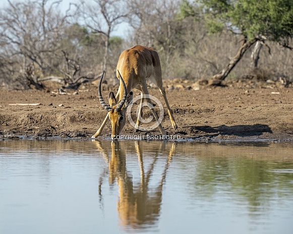 Impala Reflected in a Waterhole