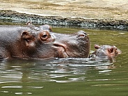 Mother and Baby Hippopotamus