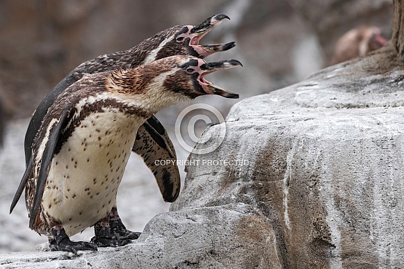Two Humboldt Penguins Calling Beaks Open