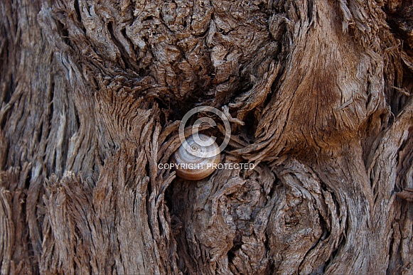 Snail in a tree tronk