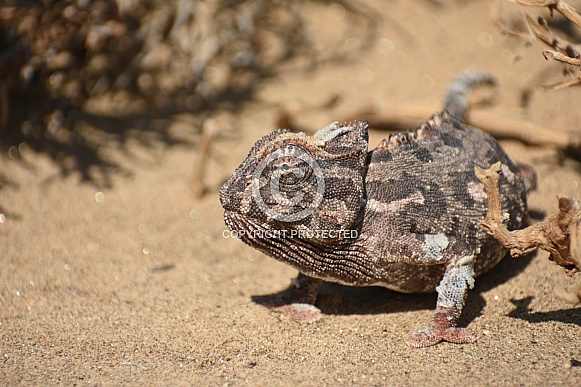 Chameleon (Chamaeleo namaquensis)