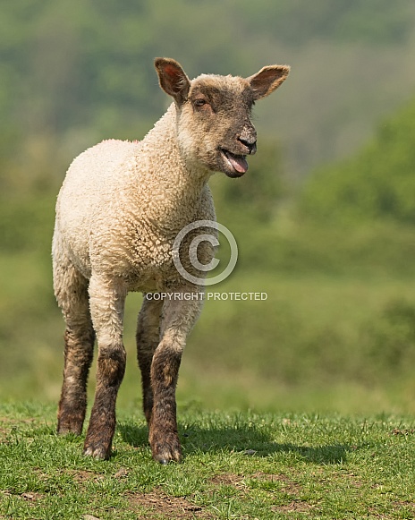 Posing Lamb Bleating