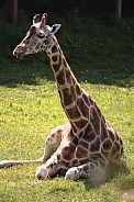 Female Giraffe Lying in the Sunshine