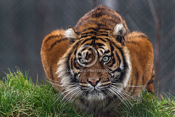 Sumatran Tiger Crouched Down