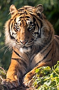Sumatran Tiger Lying Down Paw In Shot
