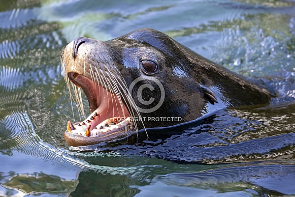 California sea lion (Zalophus californianus)
