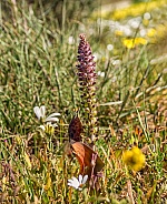 Lachenalia elegans var. suaveolens wildflower