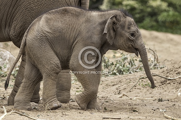 Newborn Asiatic Elephant Calf Full Body Shot