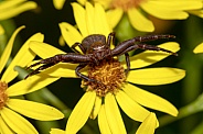 Thomisidae spider
