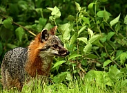 Gray mother fox in woods