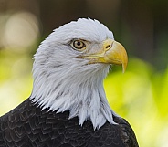 Wild sub adult American Bald Eagle (Haliaeetus leucocephalus) head portrait profile view