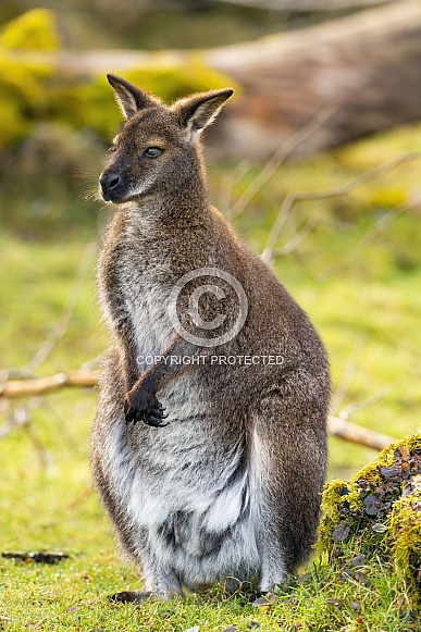 Wallaby sitting