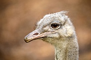 A common Ostrich (Struthio camelus)