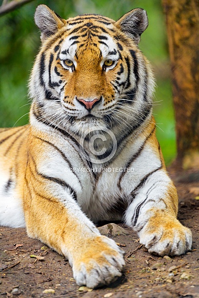 Tiger posing