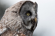 Great Grey Owl Headshot Side Profile