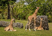 trio of Baby Reticulated Giraffe