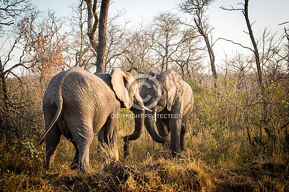 African Elephants fighting