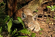 Eurasian Lynx Cub