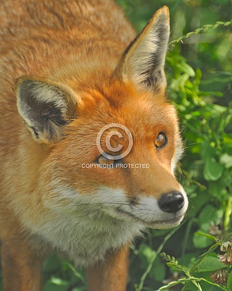 fox, headshot