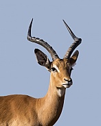 Impala Portrait (Male)