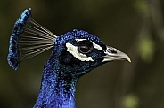 Peacock Close Up