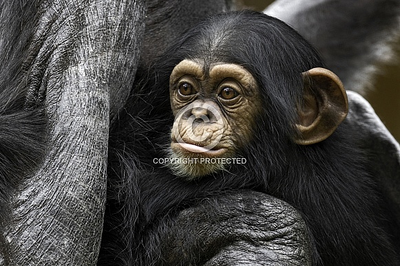 Baby Chimpanzee Thoughtful Expression