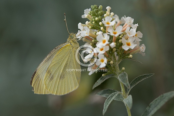 Cabbage White butterfly (wild).