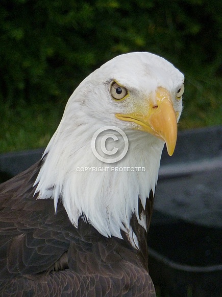 Bald Eagle portrait