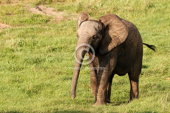 Young African Elephant