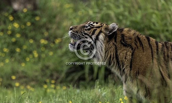 Sumatran Tiger Looking Upwards
