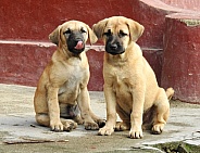 Indonesian Twin Pups