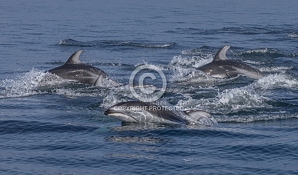 Pacific White Sided Dolphins jumping