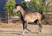 Dapple gray Arabian horse in the arena