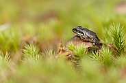 Little frog on a mushroom