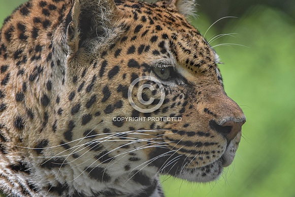 Adult African Leopard