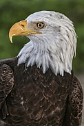 Bald Eagle-Majestic Bald Eagle
