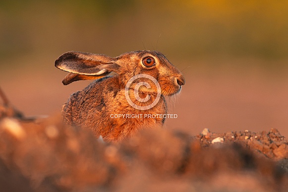 Brown Hare at Sunset